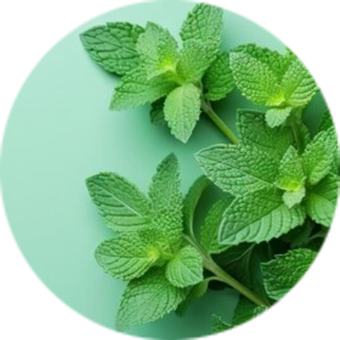 Spearmint